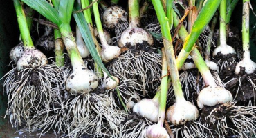 Jak správně prořezávat česnek po sklizni pro skladování?